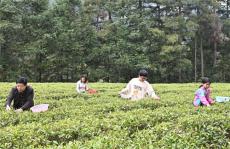 春茶飄香助民富