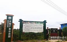 新田縣：沃柑花開香滿園豐收有盼頭