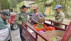 高山春茶俏市場