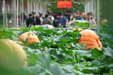 “菜籃子”里的科技密碼——第24屆壽光菜博會(huì)觀察