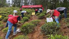 春色滿園茶韻香 助農(nóng)采茶促增收