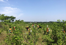 春天里的中國(guó)｜金甲桑葚：摘出幸福的感覺(jué)?吃出兒時(shí)的味道