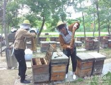 安徽廬江：蜜蜂飛舞 助農(nóng)增收