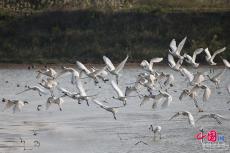 從飛來(lái)的水鳥(niǎo)看閩江流域生態(tài)保護(hù)修復(fù)答卷