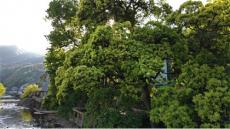 暮春櫧樹花滿枝