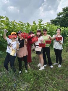 土橋鎮(zhèn)南樓村：桑葚飄香采摘忙