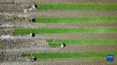 春耕田園美 農(nóng)忙正當(dāng)時(shí)