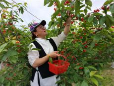 安徽廬江：駐村書記助力 櫻桃一搶而空