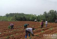 湖南宜章縣黃沙鎮(zhèn)：“五一”春耕生產(chǎn)忙