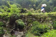 休寧：茶季無閑人 家家采茶忙