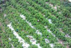 安徽廬江：烏黑桑葚富村民