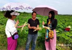 安徽廬江：生態(tài)藕帶贏游客