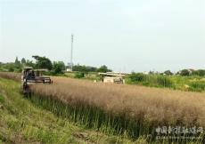 安徽廬江：油菜機收