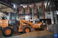 搶收、晾曬、烘干——豫南夏收一線見聞