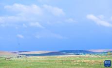 內(nèi)蒙古草原陸續(xù)進(jìn)入返青期