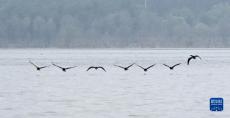 密云水庫(kù)成為候鳥育兒樂園
