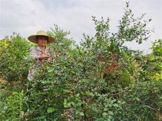 喜上“莓”梢??湖南宜章黃沙鎮(zhèn)藍(lán)莓甜蜜“上線”