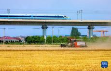 全國“三夏”麥?zhǔn)者M(jìn)度過半