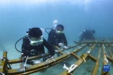 海南陵水：海底“造林”護蔚藍