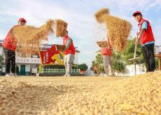 河南博愛：護航“三夏” 助農(nóng)晾曬新麥