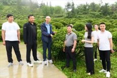 陜西省茶人聯(lián)誼會調(diào)研推進安康“三茶統(tǒng)籌”高質(zhì)量發(fā)展