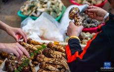 云南野生菌大量上市