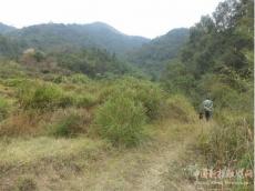 奶奶，您在哪里？