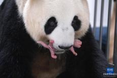 旅韓大熊貓順利產(chǎn)下雙胞胎幼崽