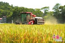 南方進(jìn)入水稻“雙搶”關(guān)鍵期 江西上栗早稻開(kāi)鐮收割忙