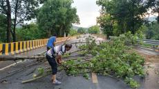 湖南宜章黃沙鎮(zhèn)：大風(fēng)刮倒大樹?干群合力清理