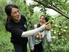 ?荒山變果園  李香飄滿山