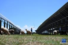 河北圍場：“牧光互補(bǔ)”助力綠色發(fā)展