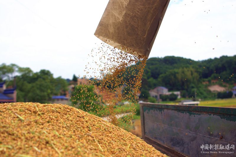 顆粒歸倉。人民網(wǎng)記者 劉賓攝