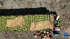 戈壁瓜田迎收獲