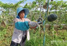 安徽廬江：貝貝小南瓜 結(jié)出“金疙瘩”