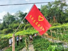 湖南宜章縣大元村：學(xué)生體驗(yàn)別樣暑假?羅漢果基地點(diǎn)花忙