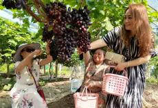 安徽廬江：盛夏葡萄熟 果園采摘樂(lè)