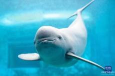 守護(hù)“長江的微笑”