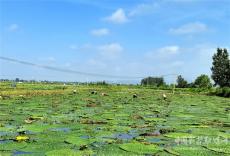 安徽廬江：雞頭米上市了