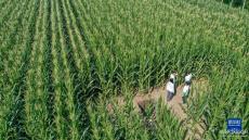 為更多黑土地蓋上“被子”