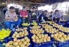 安徽廬江：冷庫＋經(jīng)紀(jì)人 黃桃不愁銷