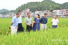 老科協(xié)調(diào)研再生稻高產(chǎn)示范創(chuàng)建工作