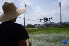 江西分宜：無人機(jī)助力“雙搶”