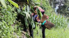 湖南寧遠(yuǎn)縣：粽葉香飄海外??瑤民增收致富
