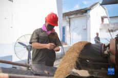 湖南安仁：夏糧收儲(chǔ)忙