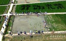 安徽廬江：城市孩子爭(zhēng)當(dāng)“小農(nóng)人”