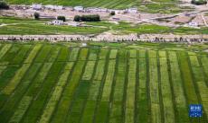 西藏普蘭：青稞長(zhǎng)勢(shì)喜人