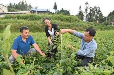 隆回縣麻塘山鄉(xiāng)橫排村培育“搖錢(qián)樹(shù)”