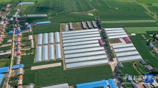 這是在吉林省德惠市朱城子鎮(zhèn)沿河村拍攝的程雪家庭農(nóng)場玫瑰大棚（8月17日攝，無人機照片）。