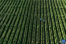 河北吳橋：特色種植拓寬村民致富路